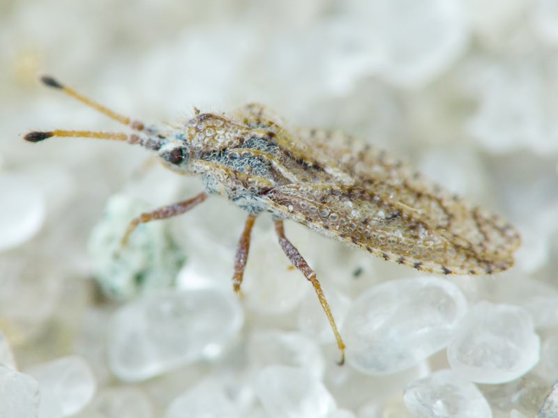 Lasiacantha capucina (Germar, 1837)